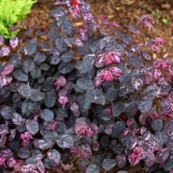 Jazz Hands® Variegated Loropetalum 9 Jazz Hands® Variegated Loropetalum -Fast Growing Trees Jazz Hands loropetalum 4 FGT