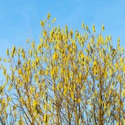 Jefferson Filbert Hazelnut Tree 13 Jefferson Filbert Hazelnut Tree -Fast Growing Trees Jefferson Filbert Hazelnut 4