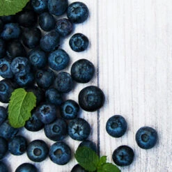 Jewel Blueberry Bush 7 Jewel Blueberry Bush -Fast Growing Trees Jewel Blueberry 2