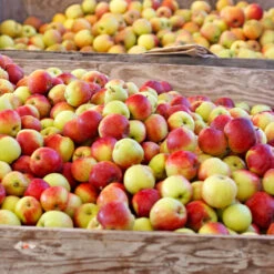 Jonagold Apple Tree 8 Jonagold Apple Tree -Fast Growing Trees Jonagold Apple 6