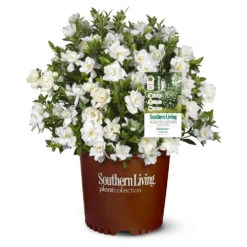 Jubilation™ Gardenia Shrub 9 Jubilation™ Gardenia Shrub -Fast Growing Trees Jubilation Gardenia 1