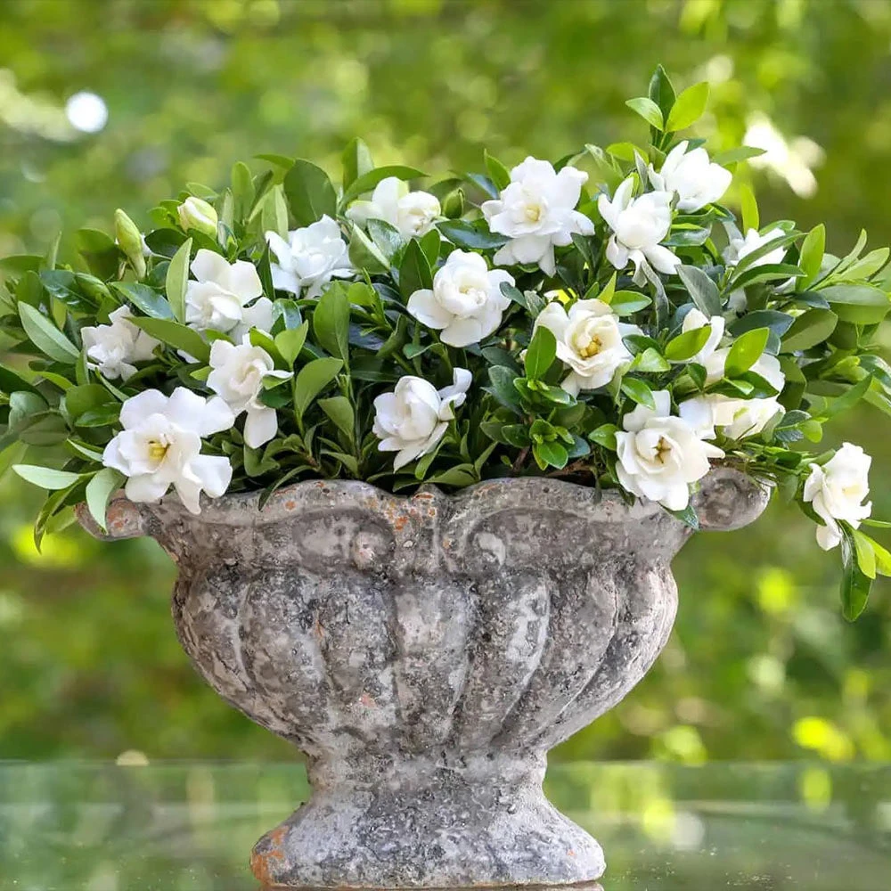 Jubilation™ Gardenia Shrub 4 Jubilation™ Gardenia Shrub - Image 2