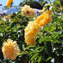 Julia Child Rose Tree 10 Julia Child Rose Tree -Fast Growing Trees Julia Child Rose Tree 8