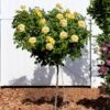 Julia Child Rose Tree 2 Julia Child Rose Tree -Fast Growing Trees Julia Child Rose Tree FGT 600x600 25fabf2f c835 40dd 96da f3d79fb0cde7
