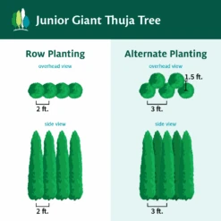 Junior Giant Thuja Tree 10 Junior Giant Thuja Tree -Fast Growing Trees JuniorGiantThujaTree