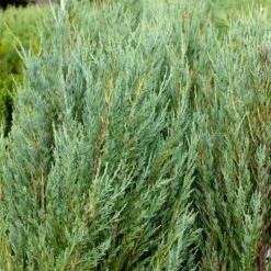 Skyrocket Junipers 11 Skyrocket Junipers -Fast Growing Trees Juniper Skyrocket 4 FGT