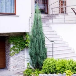 Skyrocket Junipers 10 Skyrocket Junipers -Fast Growing Trees Juniper Skyrocket 6 FGT