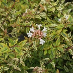 Kaleidoscope Abelia Shrub -Fast Growing Trees Kaleidoscope Abelia 2 FGT