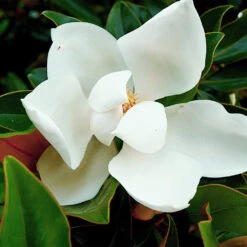Kay Parris Magnolia 7 Kay Parris Magnolia -Fast Growing Trees Kay Parris 3