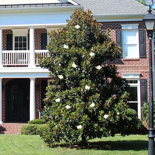 Kay Parris Magnolia 3 Kay Parris Magnolia