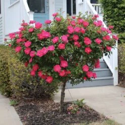 Knock Out® Rose Tree 11 Knock Out® Rose Tree -Fast Growing Trees Knockout Rose Tree Red 2 FGT