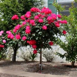 Knock Out® Rose Tree 9 Knock Out® Rose Tree -Fast Growing Trees Knockout Rose Tree Red 3 FGT