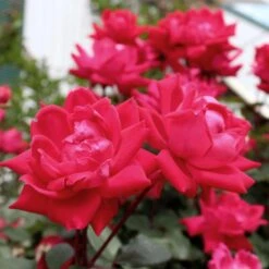 Knock Out® Rose Tree 12 Knock Out® Rose Tree -Fast Growing Trees Knockout Rose Tree Red 4 FGT