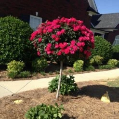 Knock Out® Rose Tree 13 Knock Out® Rose Tree -Fast Growing Trees Knockout Rose Tree Red FGT