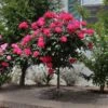 Knock Out® Rose Tree 1 Knock Out® Rose Tree -Fast Growing Trees Knockout Rose Tree Red FGT 600x600 5719ae0c cb19 49f9 a38a 85fd12c97728