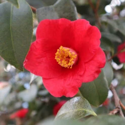Korean Fire Camellia Shrub 9 Korean Fire Camellia Shrub -Fast Growing Trees Korean Fire Camellia 3