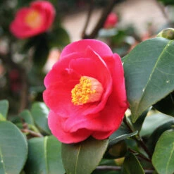 Korean Fire Camellia Shrub 8 Korean Fire Camellia Shrub -Fast Growing Trees Korean Fire Camellia 5 FGT