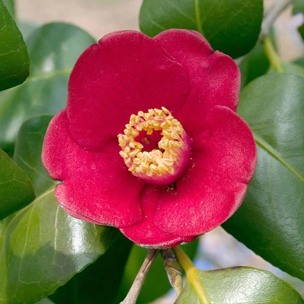 Korean Fire Camellia Shrub 3 Korean Fire Camellia Shrub