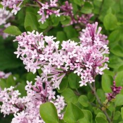 Dwarf Korean Lilac Shrub 6 Dwarf Korean Lilac Shrub -Fast Growing Trees Korean Lilac 2