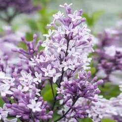 Dwarf Korean Lilac Tree 10 Dwarf Korean Lilac Tree -Fast Growing Trees Korean Lilac Tree 2 BB