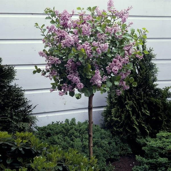 Dwarf Korean Lilac Tree 3 Dwarf Korean Lilac Tree