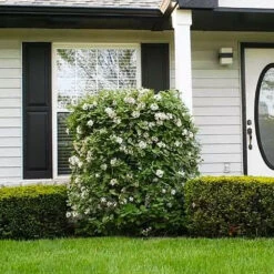 Korean Spice Viburnum Shrub 8 Korean Spice Viburnum Shrub -Fast Growing Trees Korean Spice Viburnum 1