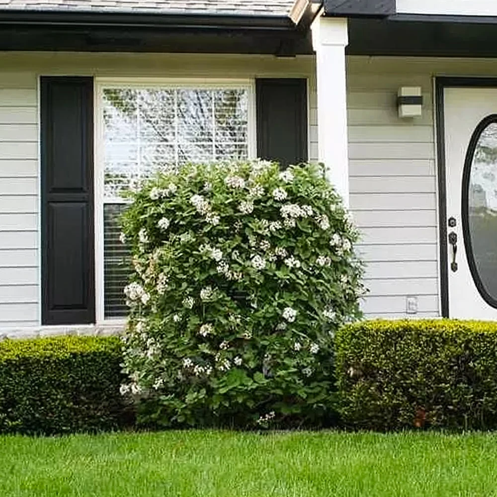 Korean Spice Viburnum Shrub 5 Korean Spice Viburnum Shrub - Image 3