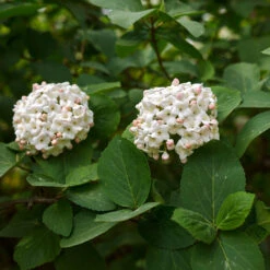 Korean Spice Viburnum Shrub 9 Korean Spice Viburnum Shrub -Fast Growing Trees Korean Spice Viburnum 3