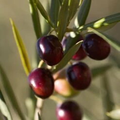 Koroneiki Greek Olive Tree 8 Koroneiki Greek Olive Tree -Fast Growing Trees Koroneiki Olive 2 FGT