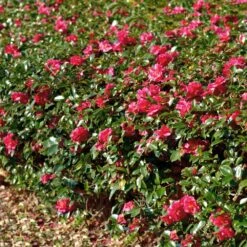Kramers Camellia Shrub 9 Kramers Camellia Shrub -Fast Growing Trees Kramers Camellia FGT 1