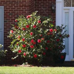 Kramers Camellia Shrub 8 Kramers Camellia Shrub -Fast Growing Trees Kramers Camellia FGT 5