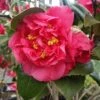 Kramers Camellia Shrub 2 Kramers Camellia Shrub -Fast Growing Trees Kramers Camellia FGT 600x600 b6ff6f90 18d4 4af6 8a42 ce6318e1b77d