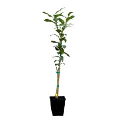 Key Lime Tree 17 Key Lime Tree -Fast Growing Trees LIM KEY 12 QT
