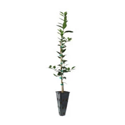 Key Lime Tree 15 Key Lime Tree -Fast Growing Trees LIM KEY 23 C