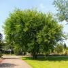Lacebark Chinese Elm Tree 1 Lacebark Chinese Elm Tree -Fast Growing Trees Lacebark Chinese Elm FGT 600x600 23997011 0eae 492c 9c12 caf0ac94cf44