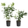 Meyer Lemon + Key Lime Bush Pack 2 Meyer Lemon + Key Lime Bush Pack -Fast Growing Trees Lemon and LimeBushes 600x600 f4eb854f 8bc3 4a71 97e4 c0c5ff000e80