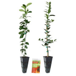 Meyer Lemon + Key Lime Tree Pack 13 Meyer Lemon + Key Lime Tree Pack -Fast Growing Trees Lemon and LimeTrees2