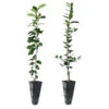 Meyer Lemon + Key Lime Tree Pack 1 Meyer Lemon + Key Lime Tree Pack -Fast Growing Trees Lemon and LimeTrees 600x600 7e66b743 a12b 4add 8d38 f0bb875cf7b0
