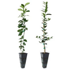 Meyer Lemon + Key Lime Tree Pack 10 Meyer Lemon + Key Lime Tree Pack -Fast Growing Trees Lemon and LimeTrees 91ce8611 fcee 4431 8480 d36e7e121b7e