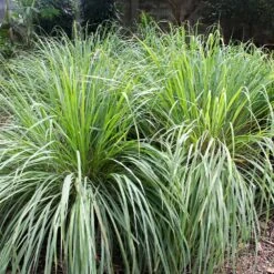 Lemon Grass Plant (Cymbopogon Citratus) 8 Lemon Grass Plant (Cymbopogon Citratus) -Fast Growing Trees Lemon Grass 4