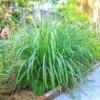Lemon Grass Plant (Cymbopogon Citratus) 1 Lemon Grass Plant (Cymbopogon Citratus) -Fast Growing Trees Lemon Grass FGT 600x600 de77fb29 9e3d 400e a75c a7a0bdaddc89