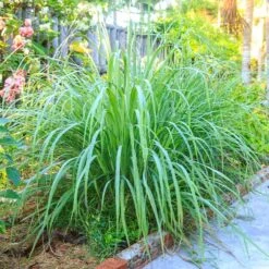 Lemon Grass Plant (Cymbopogon Citratus)