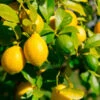Lemon-Lime Citrus Tree 2 Lemon-Lime Citrus Tree -Fast Growing Trees Lemon Lime Tree 600x600 616fe761 01f2 42d7 99a0 86043adb6fb6