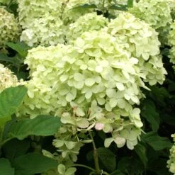 Limelight Hydrangea Tree 11 Limelight Hydrangea Tree -Fast Growing Trees Limelight Hydrangea Tree 4 FGT
