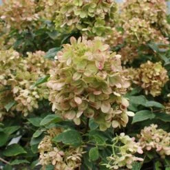 Limelight Hydrangea Tree 12 Limelight Hydrangea Tree -Fast Growing Trees Limelight Hydrangea Tree 5 FGT