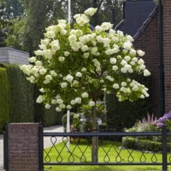 Limelight Hydrangea Tree 10 Limelight Hydrangea Tree -Fast Growing Trees Limelight Hydrangea Tree 6 FGT