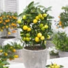 Limequat Citrus Tree 1 Limequat Citrus Tree -Fast Growing Trees Limequat FGT 600x600 a92ccace c4ae 4bc6 a976 3c1e0bd252e5