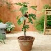 Little Miss Figgyâ„¢ Tree - USDA Organic 1 Little Miss Figgyâ„¢ Tree - USDA Organic -Fast Growing Trees Little Miss Figgy Fig FGT 600x600 9a6ad374 df91 4643 a33e 7814bac69648