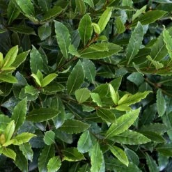 Little Ragu® Sweet Bay Shrub 8 Little Ragu® Sweet Bay Shrub -Fast Growing Trees Little Ragu Sweet Bay 2