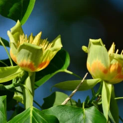 Tulip Poplar 'Little Volunteer' 9 Tulip Poplar 'Little Volunteer' -Fast Growing Trees Little Volunteer Poplar 2